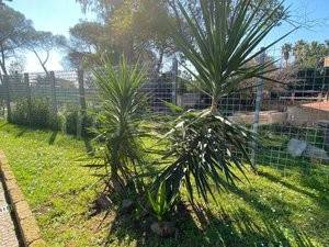 appartamento in affitto a Roma in zona Prenestino-Centocelle