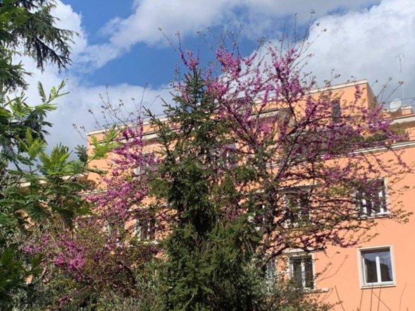 appartamento in affitto a Roma in zona Parioli