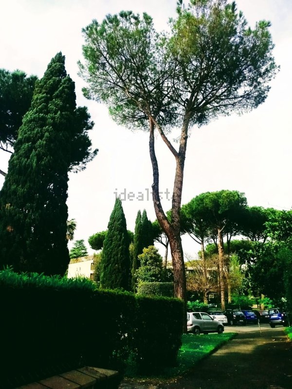 appartamento in affitto a Roma in zona Trieste