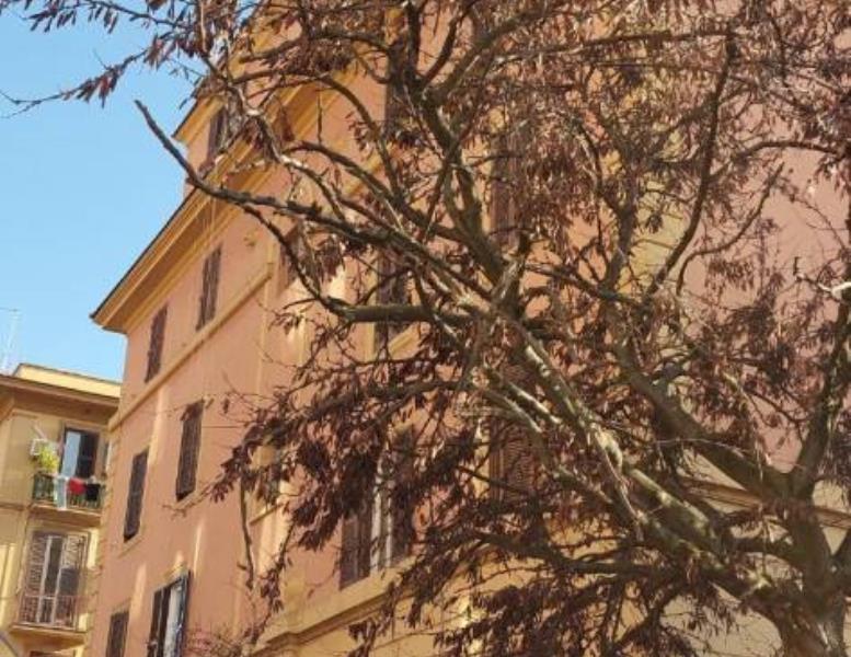 appartamento in affitto a Roma in zona Appio Latino