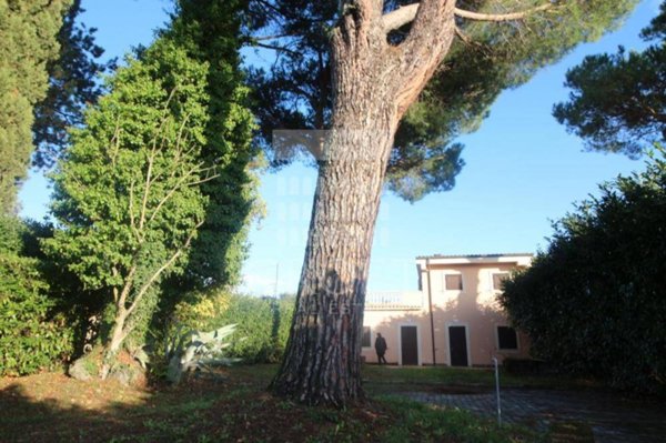 casa indipendente in affitto a Roma in zona Trionfale
