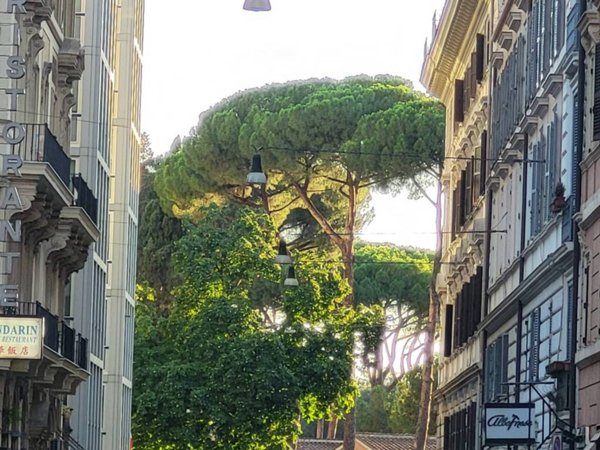 appartamento in affitto a Roma in zona Centro Storico