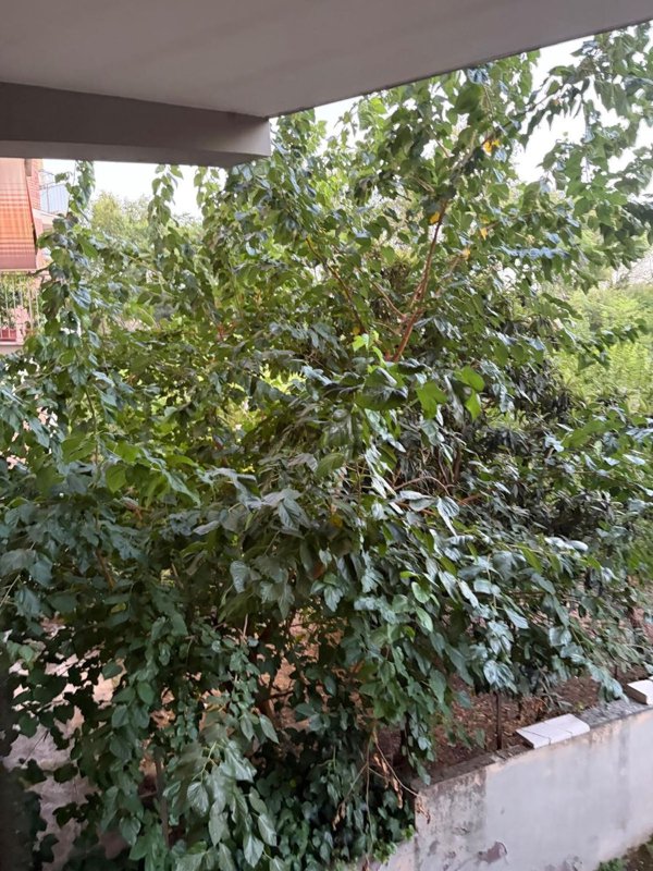 appartamento in affitto a Roma in zona Pietralata
