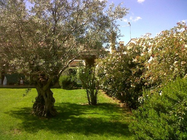 casa indipendente in affitto a Trevignano Romano