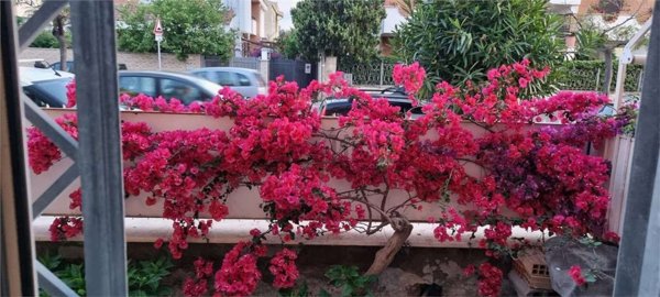 appartamento in affitto a Ladispoli