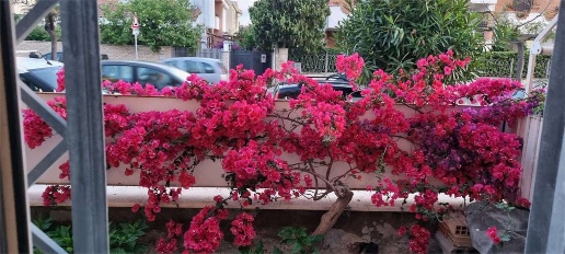 appartamento in affitto a Ladispoli