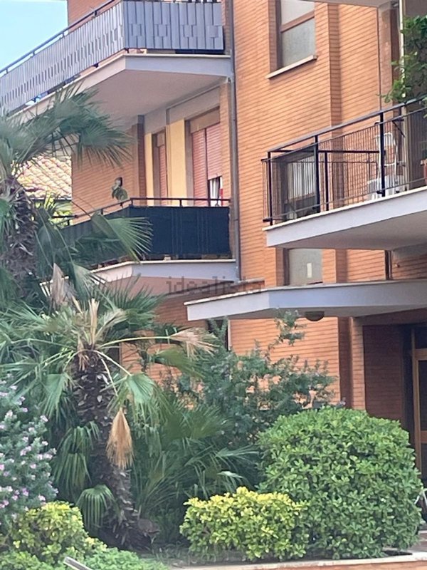 appartamento in affitto a Ladispoli