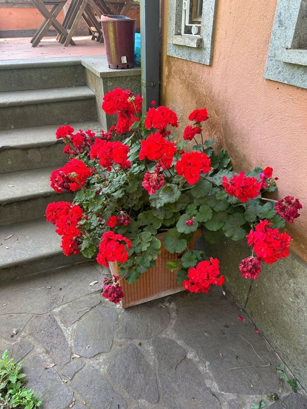 casa indipendente in affitto a Fiumicino in zona Fregene