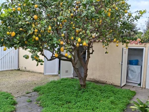 casa indipendente in affitto a Fiumicino in zona Fregene