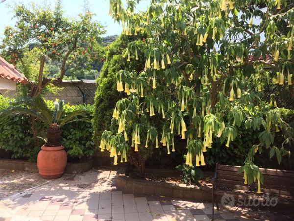 casa indipendente in affitto a Formia