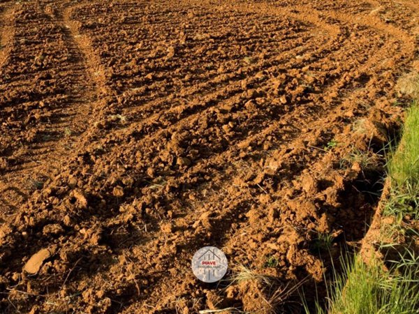 terreno agricolo in affitto a Latina in zona Chiesuola