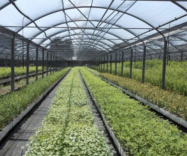 terreno agricolo in affitto a Latina in zona Fogliano