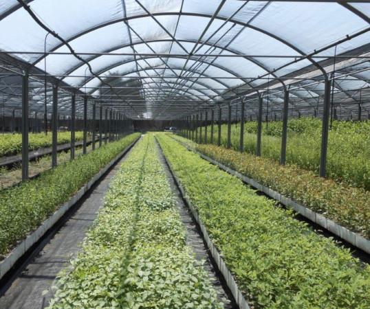 terreno agricolo in affitto a Latina