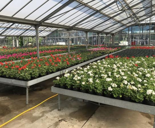 terreno agricolo in affitto a Latina