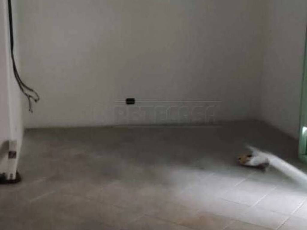 negozio in affitto a Cassino