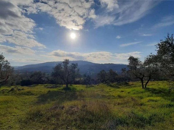 terreno agricolo in affitto a Monte San Giovanni Campano