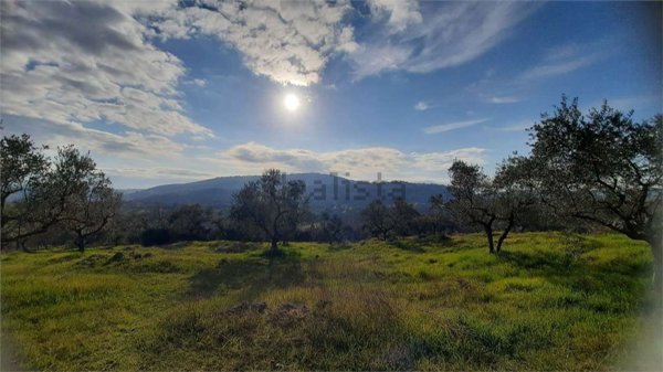 terreno agricolo in affitto a Monte San Giovanni Campano