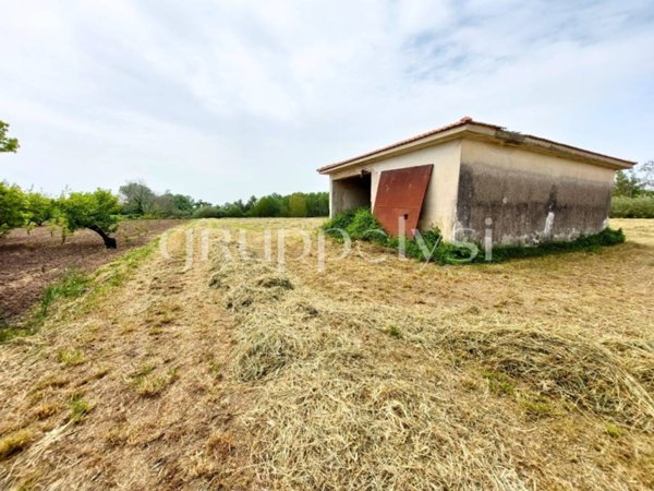 terreno agricolo in affitto a Capua