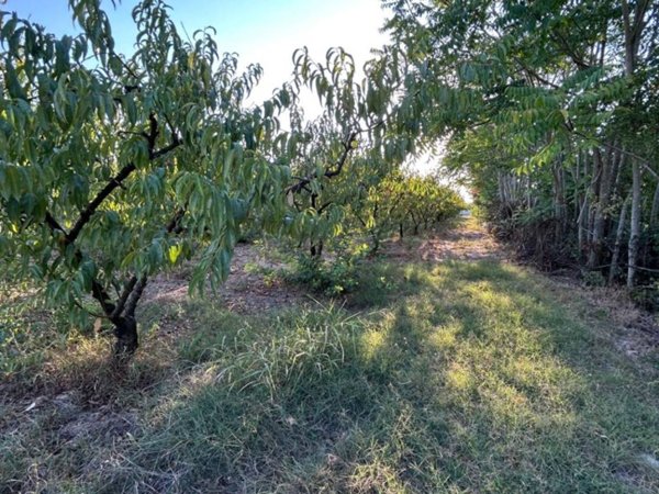 terreno in affitto a Casaluce