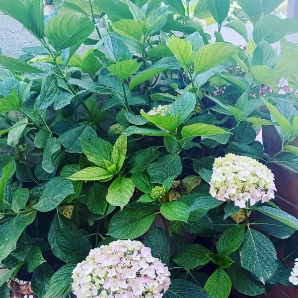 appartamento in affitto a Castel Volturno in zona Pineta Grande