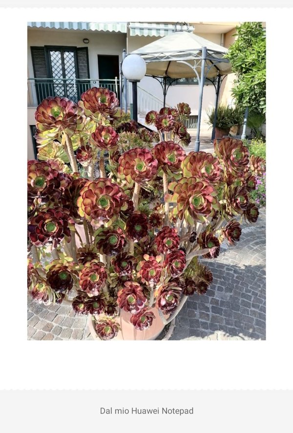 casa indipendente in affitto a Marcianise