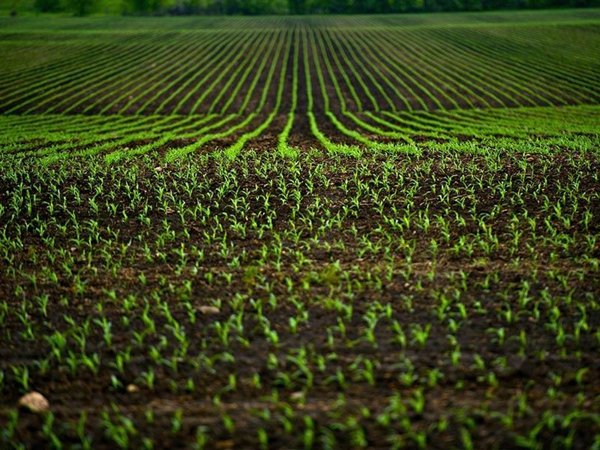 terreno agricolo in affitto ad Apice in zona San Donato