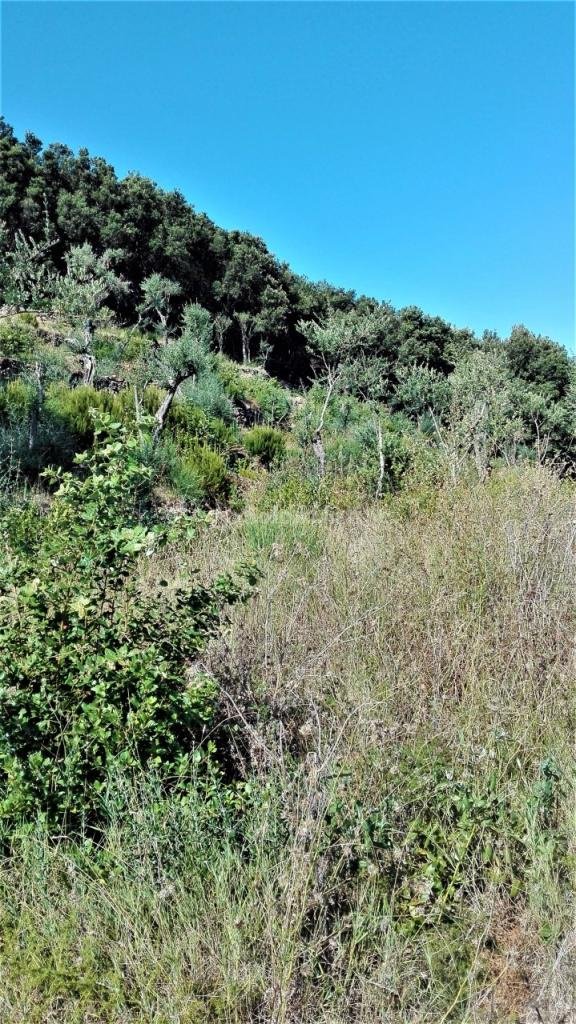 monolocale in affitto a Forio