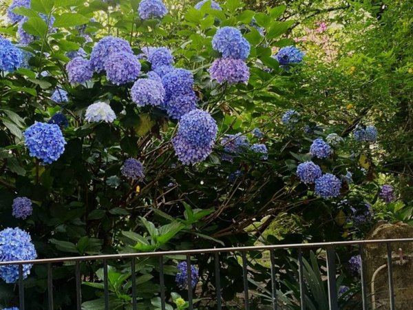 appartamento in affitto a Napoli in zona Chiaia