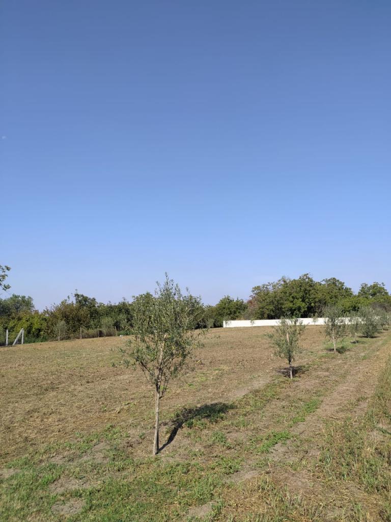 terreno agricolo in affitto a Pomigliano d'Arco in zona Ciccarelli