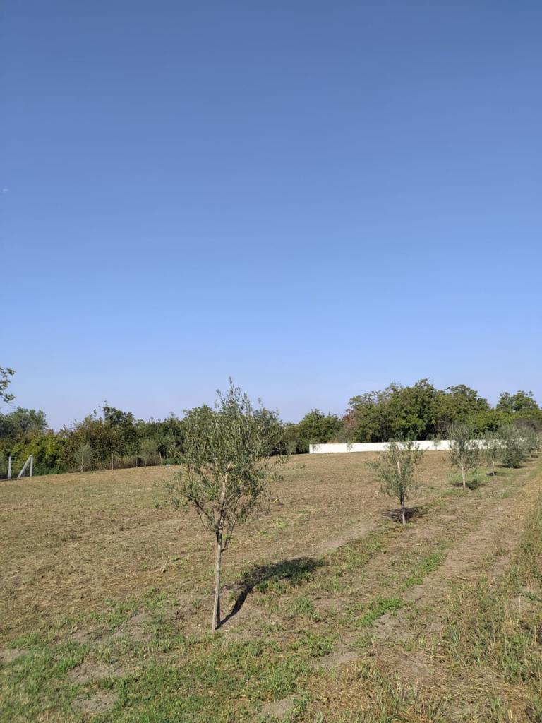 negozio in affitto a Pomigliano d'Arco in zona Ciccarelli