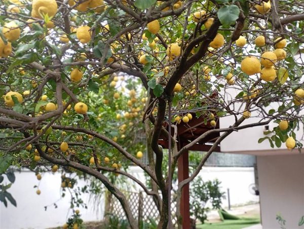 appartamento in affitto a Pozzuoli in zona Arco Felice