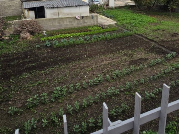 terreno agricolo in affitto a Quarto