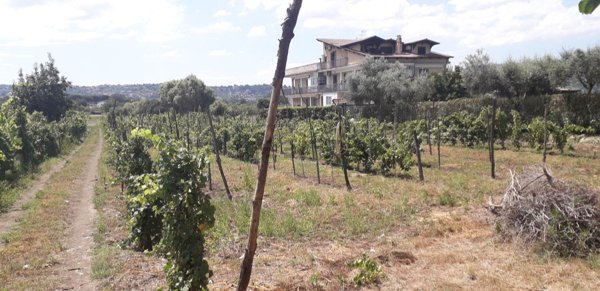 terreno agricolo in affitto a Quarto
