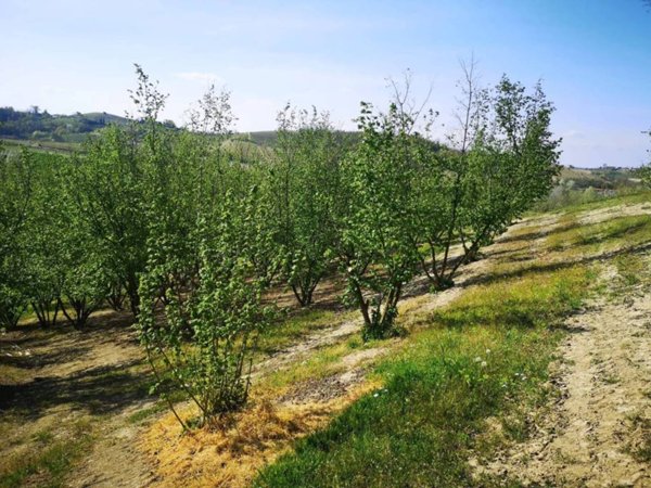 terreno agricolo in vendita a Govone