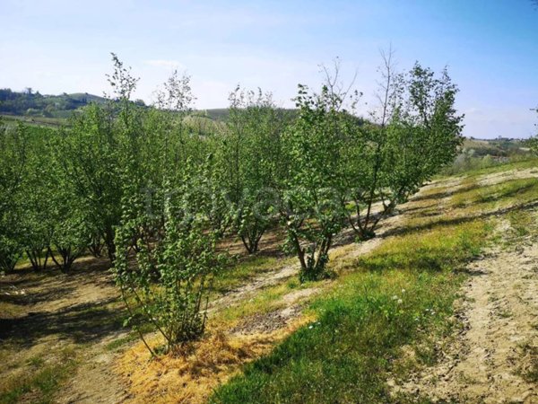 terreno agricolo in vendita a Govone