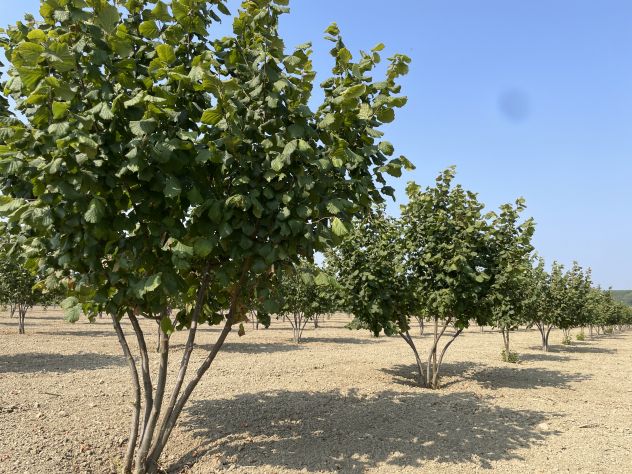 terreno agricolo in vendita a Govone