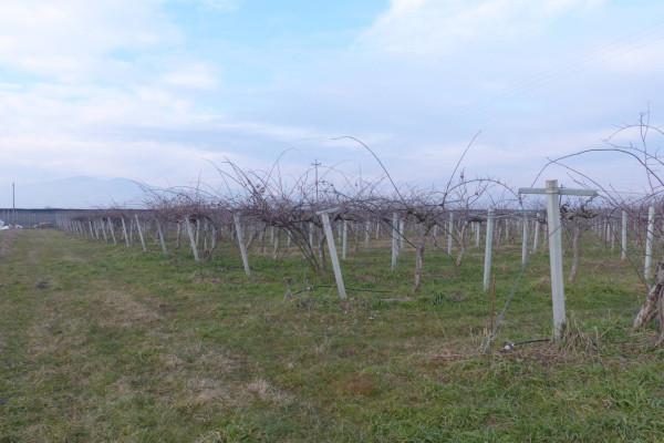 terreno agricolo in vendita a Lagnasco