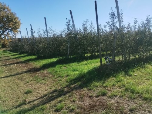terreno agricolo in vendita a Lagnasco
