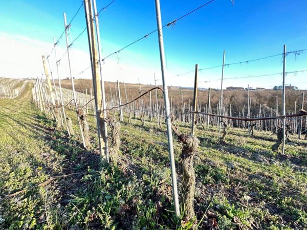 terreno agricolo in vendita a La Morra in zona Santa Maria