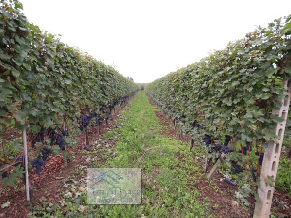 terreno agricolo in vendita a La Morra