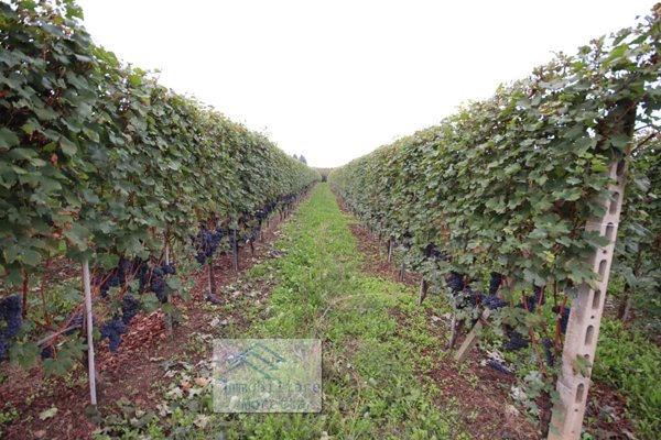 terreno agricolo in vendita a La Morra