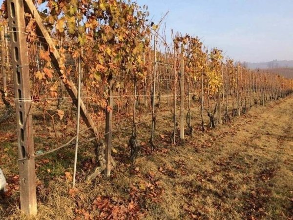 terreno agricolo in vendita a La Morra