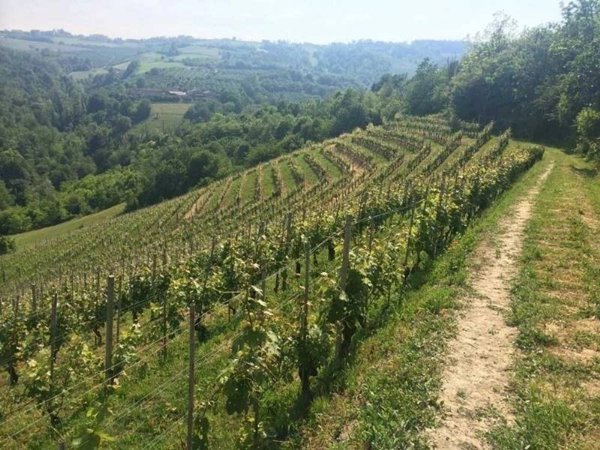 terreno agricolo in vendita a La Morra