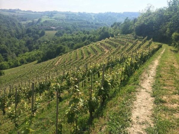 terreno edificabile in vendita a La Morra