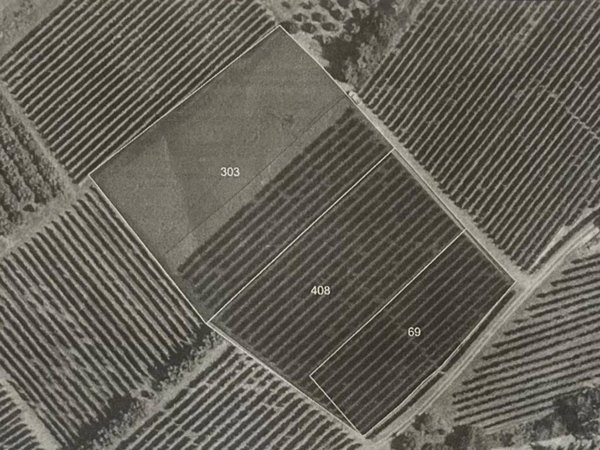 terreno agricolo in vendita a La Morra in zona Santa Maria