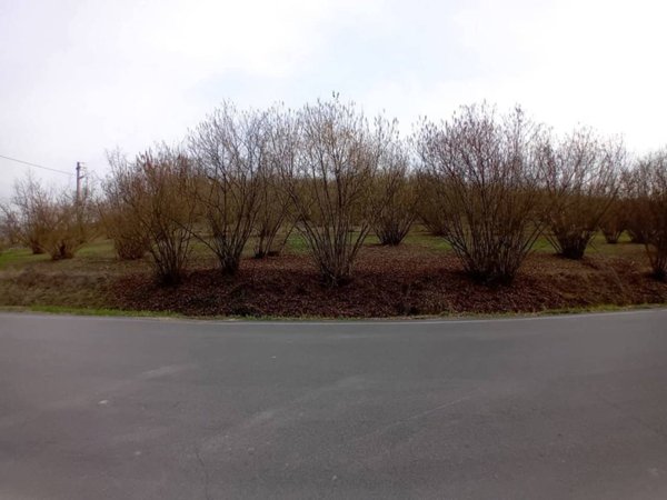 terreno edificabile in vendita a La Morra in zona Santa Maria