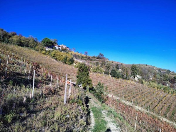 terreno agricolo in vendita a Mango