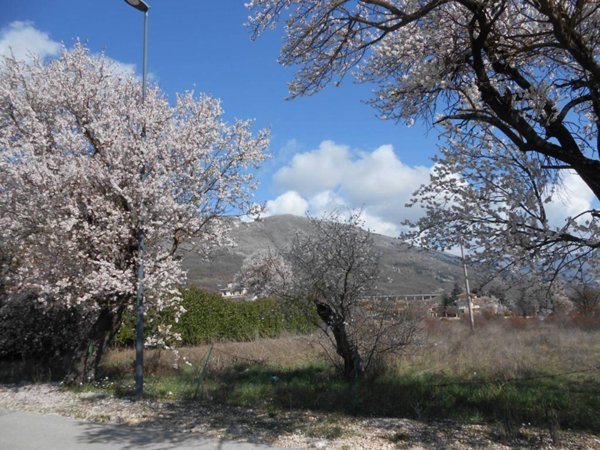 terreno agricolo in vendita ad Avezzano in zona San Pelino