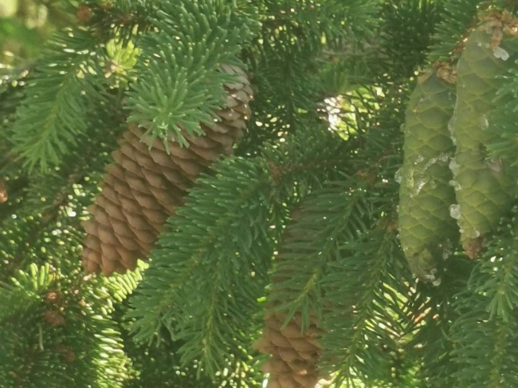 appartamento in vendita a Cappadocia