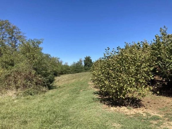 terreno edificabile in vendita a Mondovì in zona Pascomonti